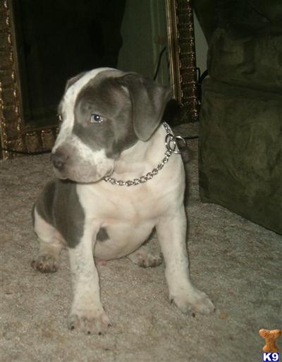 Puppies for Sale